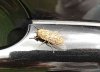 A Cicada hitching a ride on the PetChauffeur vehicle!